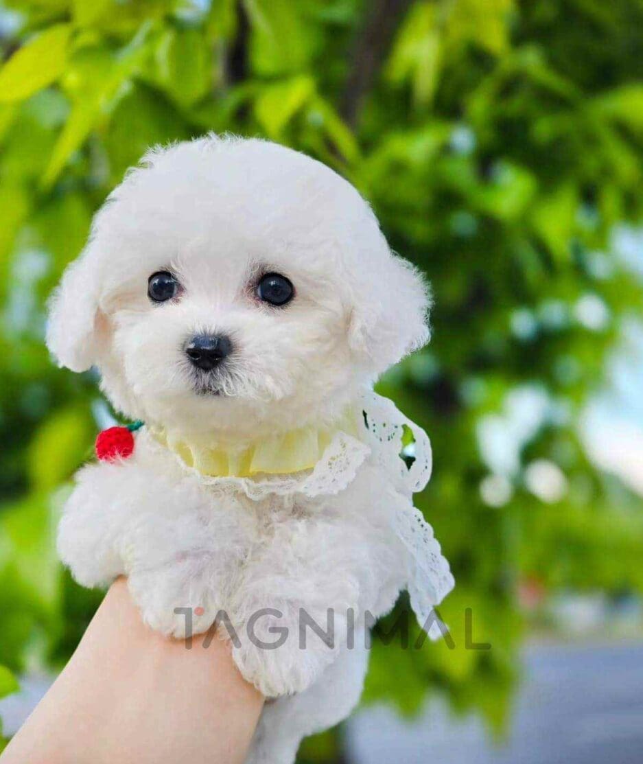 Bichon puppy for sale, dog for sale at Tagnimal