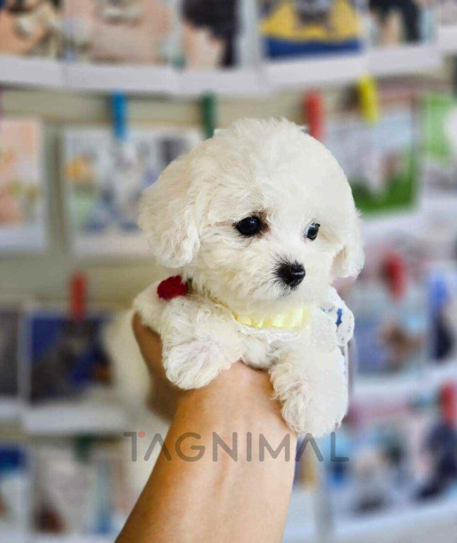 Bichon puppy for sale, dog for sale at Tagnimal