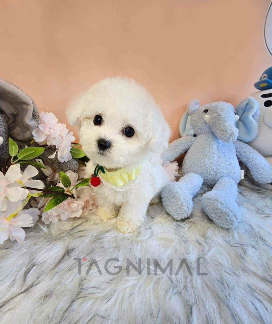 Bichon puppy for sale, dog for sale at Tagnimal