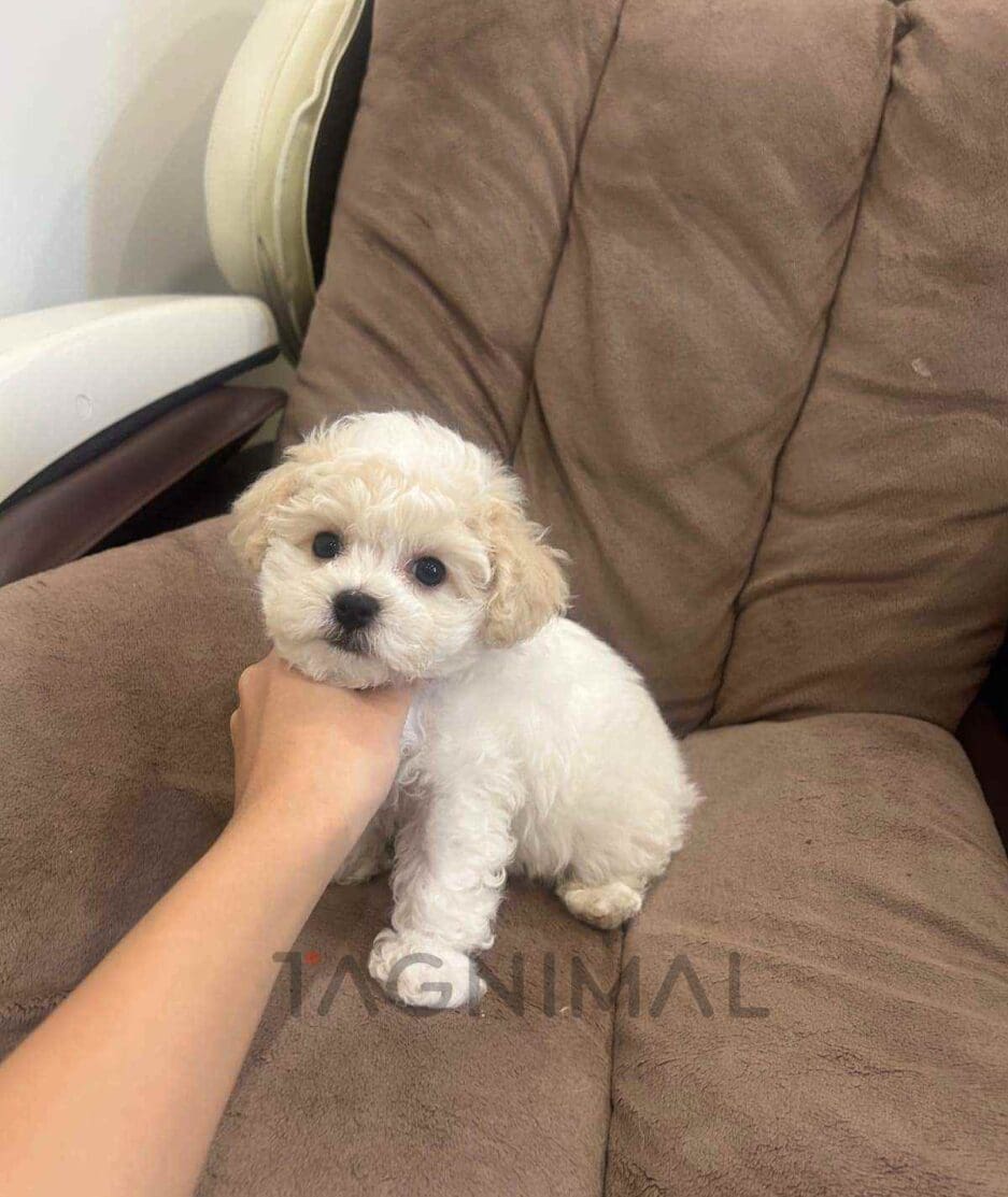 Bichon puppy for sale, dog for sale at Tagnimal