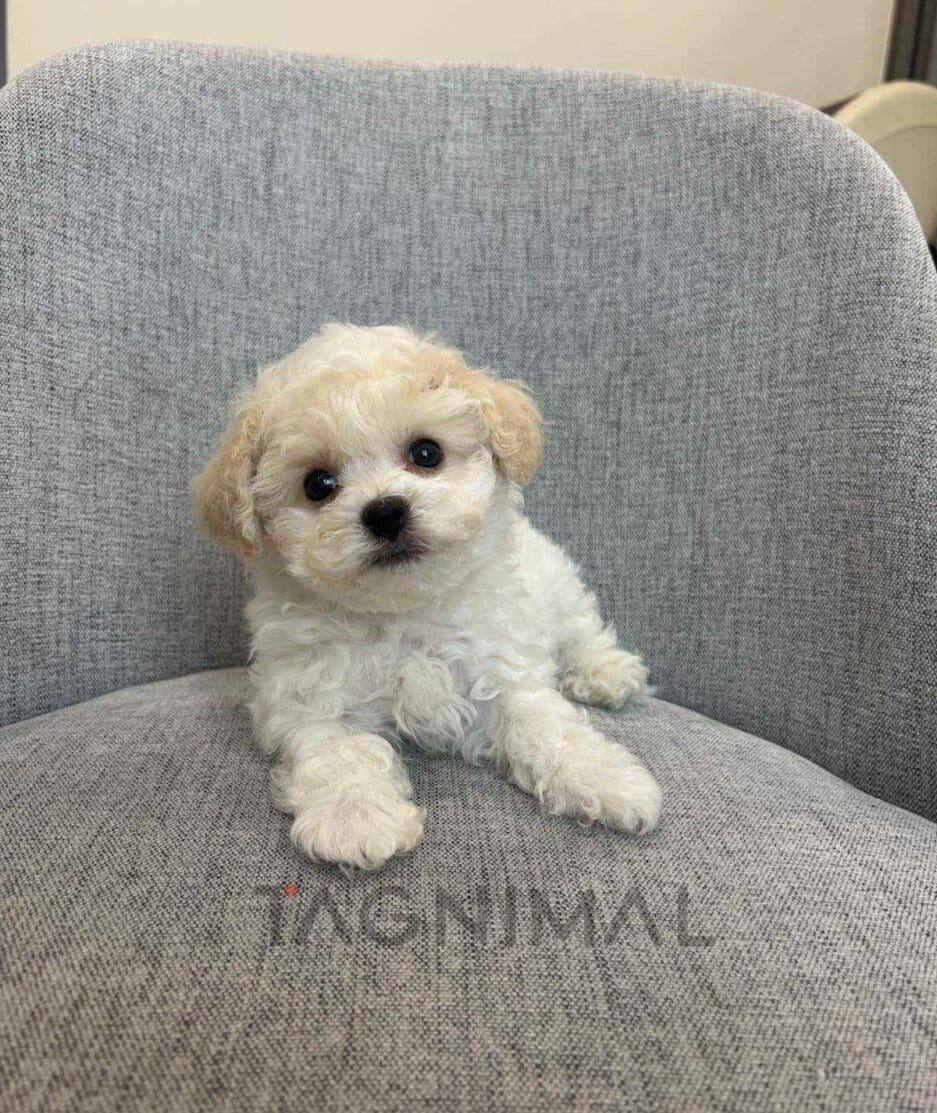 Bichon puppy for sale, dog for sale at Tagnimal