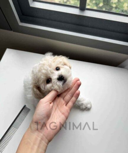 Bichon puppy for sale, dog for sale at Tagnimal