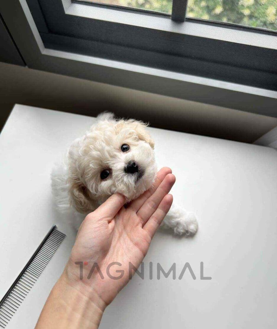 Bichon puppy for sale, dog for sale at Tagnimal