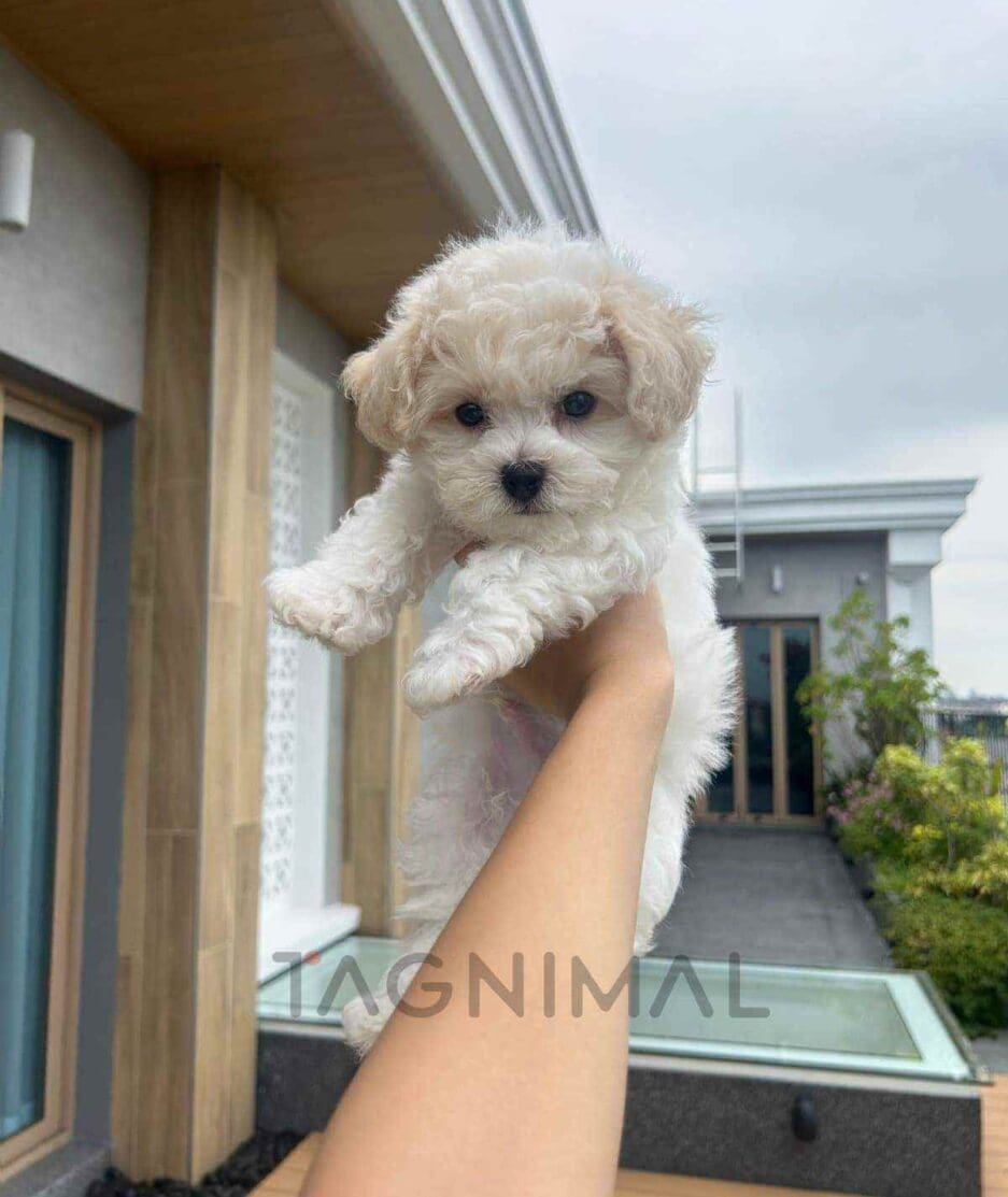 Bichon puppy for sale, dog for sale at Tagnimal