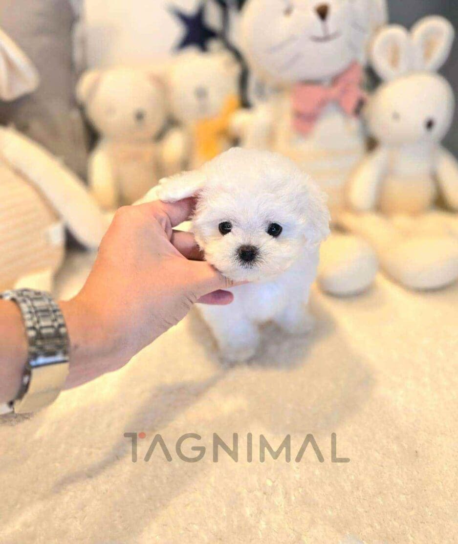 Bichon puppy for sale, dog for sale at Tagnimal