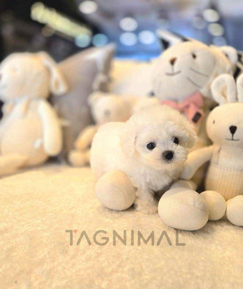 ขายลูกสุนัขบิชอง ซื้อสุนัข ซื้อหมา ได้ที่ Tagnimal