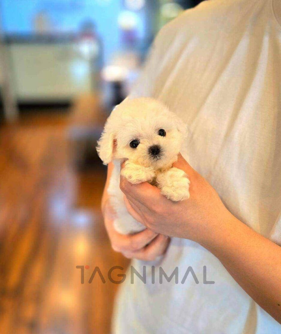 Bichon puppy for sale, dog for sale at Tagnimal