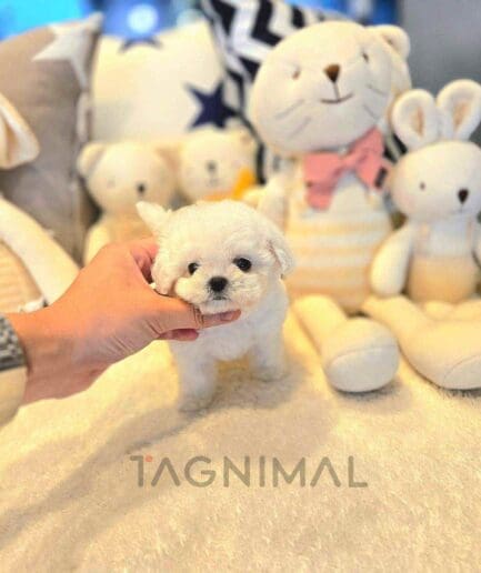 Bichon puppy for sale, dog for sale at Tagnimal