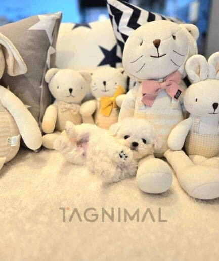 Bichon puppy for sale, dog for sale at Tagnimal