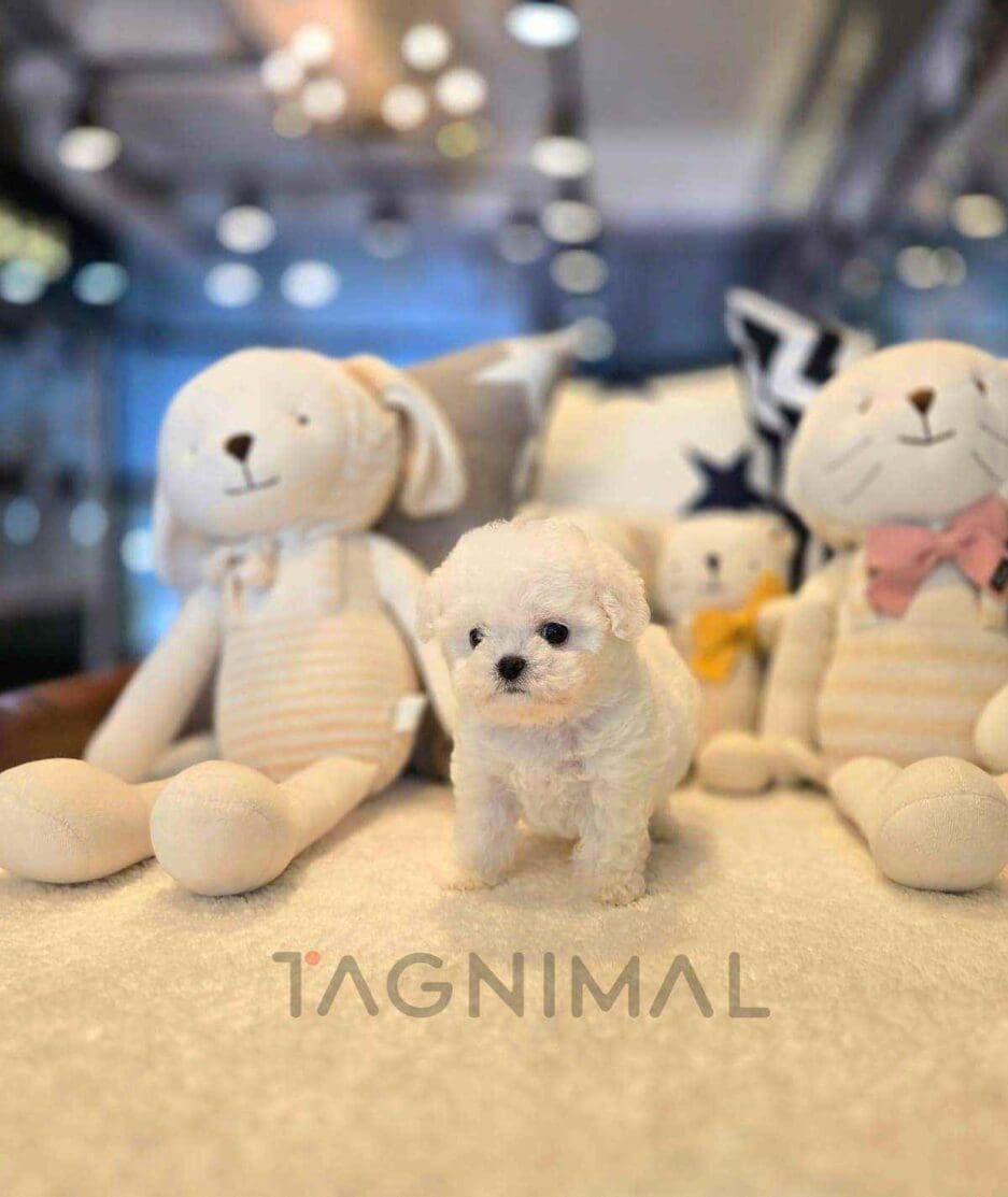 Bichon puppy for sale, dog for sale at Tagnimal