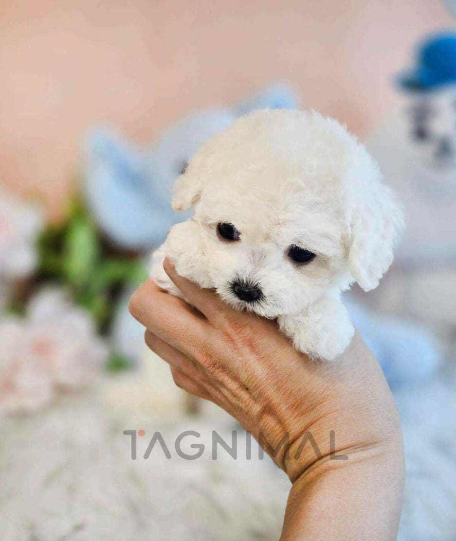 Bichon puppy for sale, dog for sale at Tagnimal