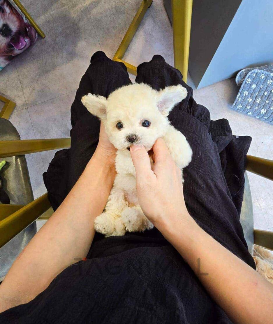 Bichon puppy for sale, dog for sale at Tagnimal