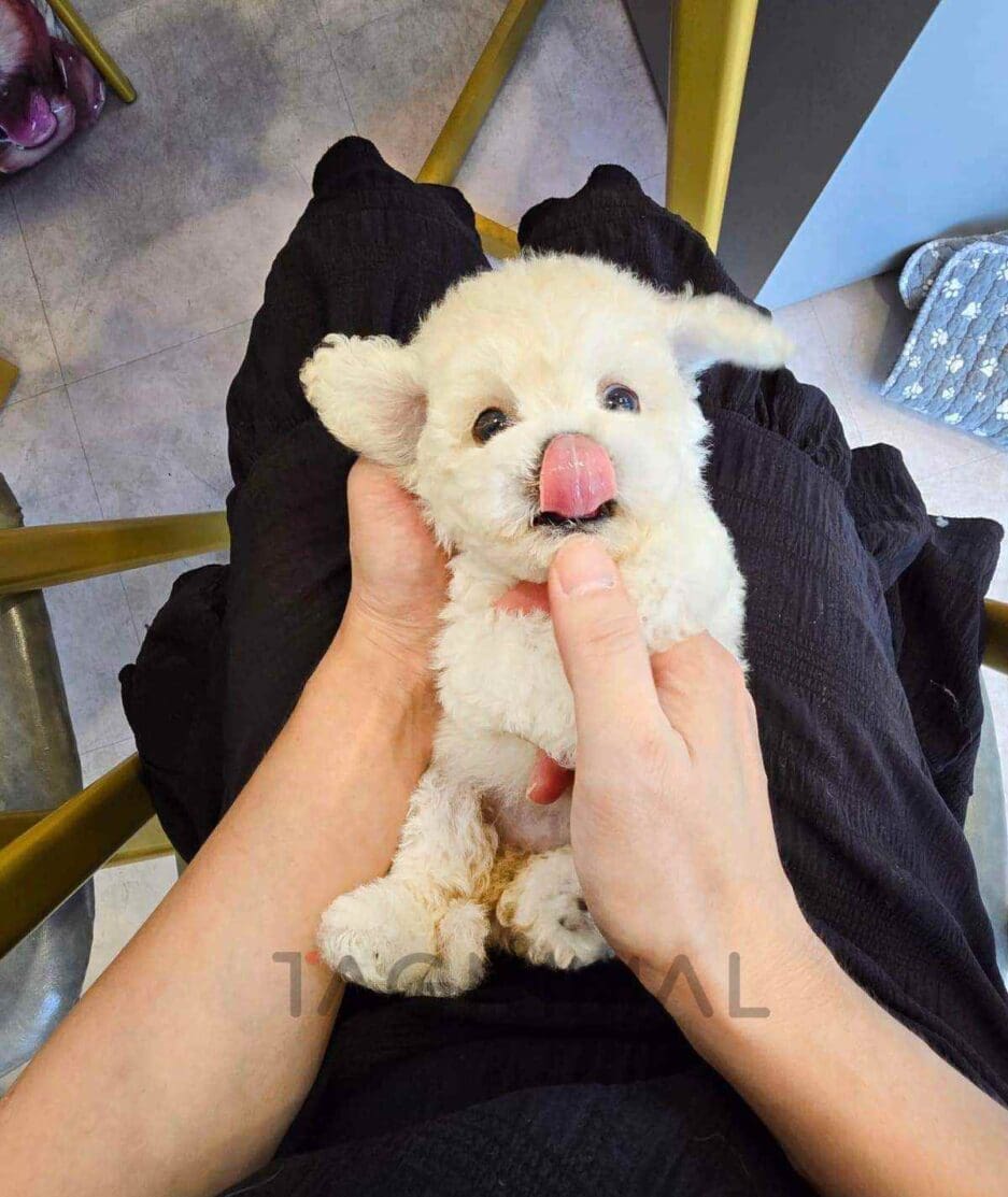 Bichon puppy for sale, dog for sale at Tagnimal