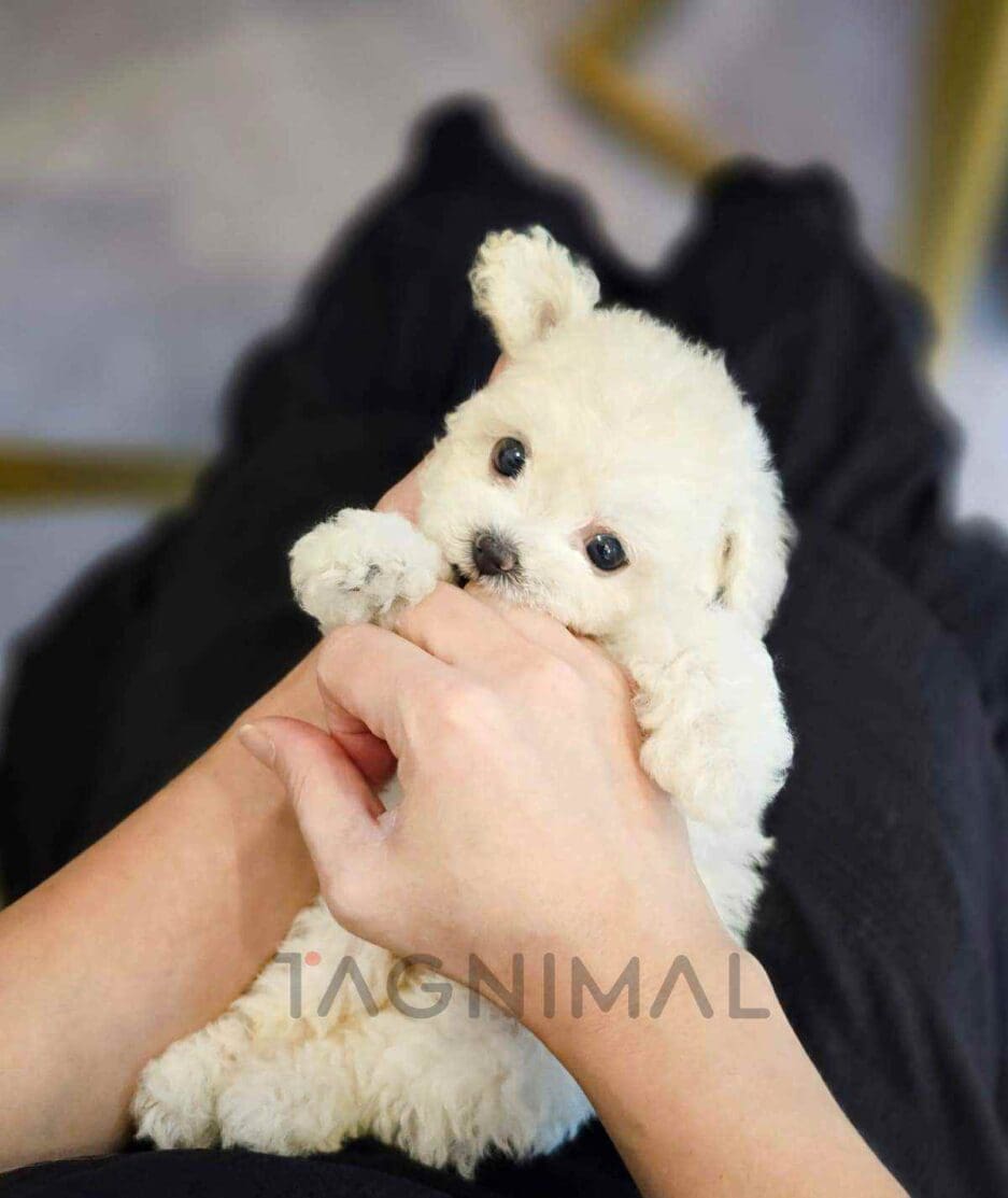 Bichon puppy for sale, dog for sale at Tagnimal