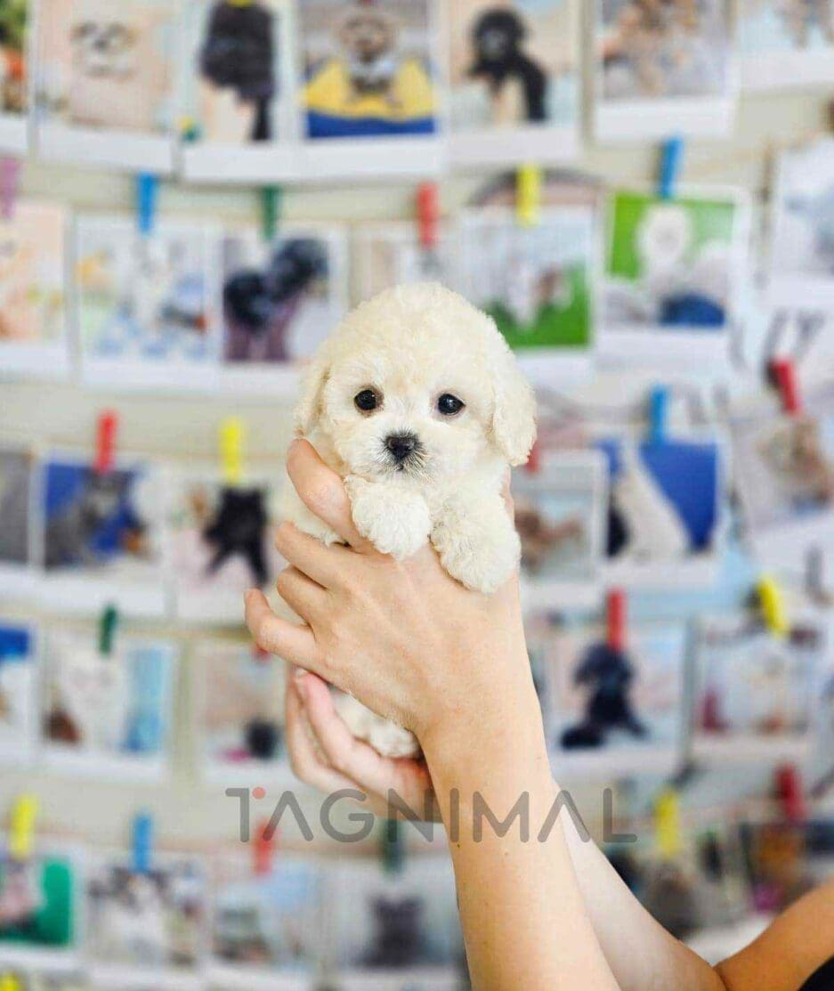 Bichon puppy for sale, dog for sale at Tagnimal