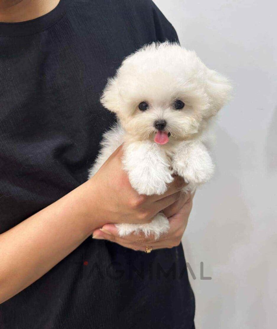 Bichon puppy for sale, dog for sale at Tagnimal