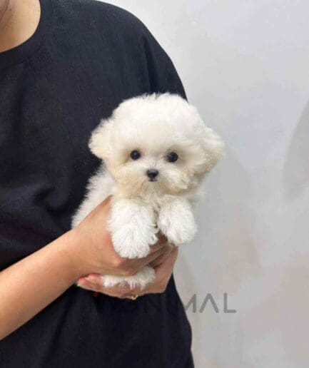 Bichon puppy for sale, dog for sale at Tagnimal