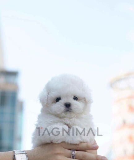 Bichon puppy for sale, dog for sale at Tagnimal