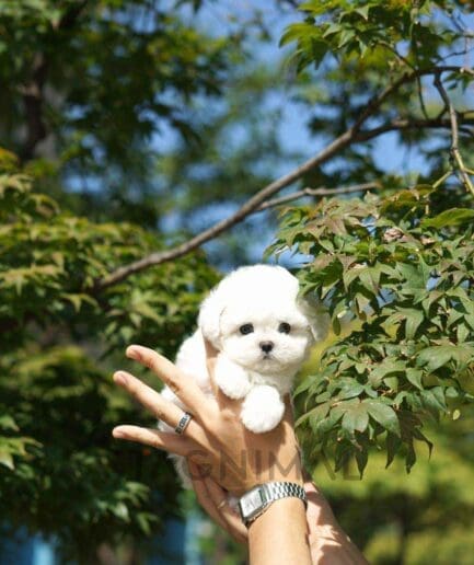 Bichon puppy for sale, dog for sale at Tagnimal