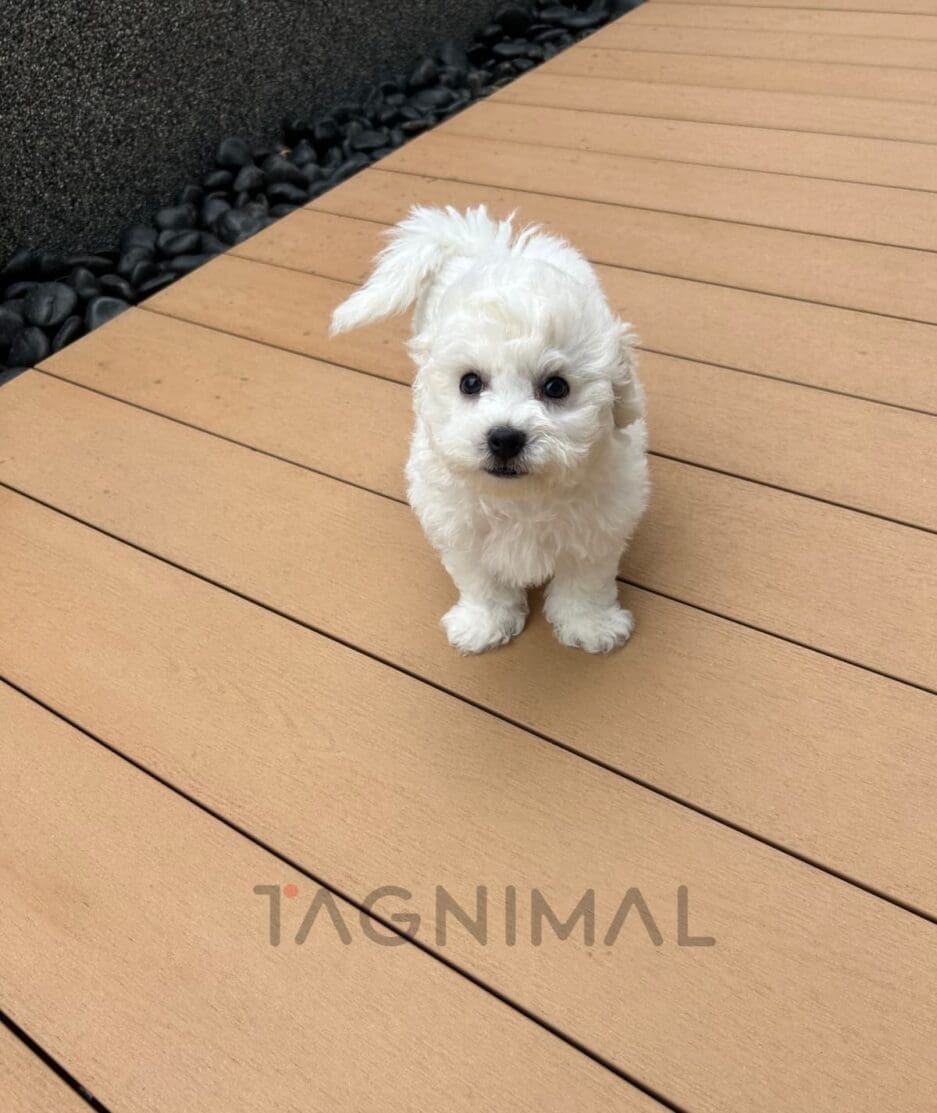 Bichon puppy for sale, dog for sale at Tagnimal