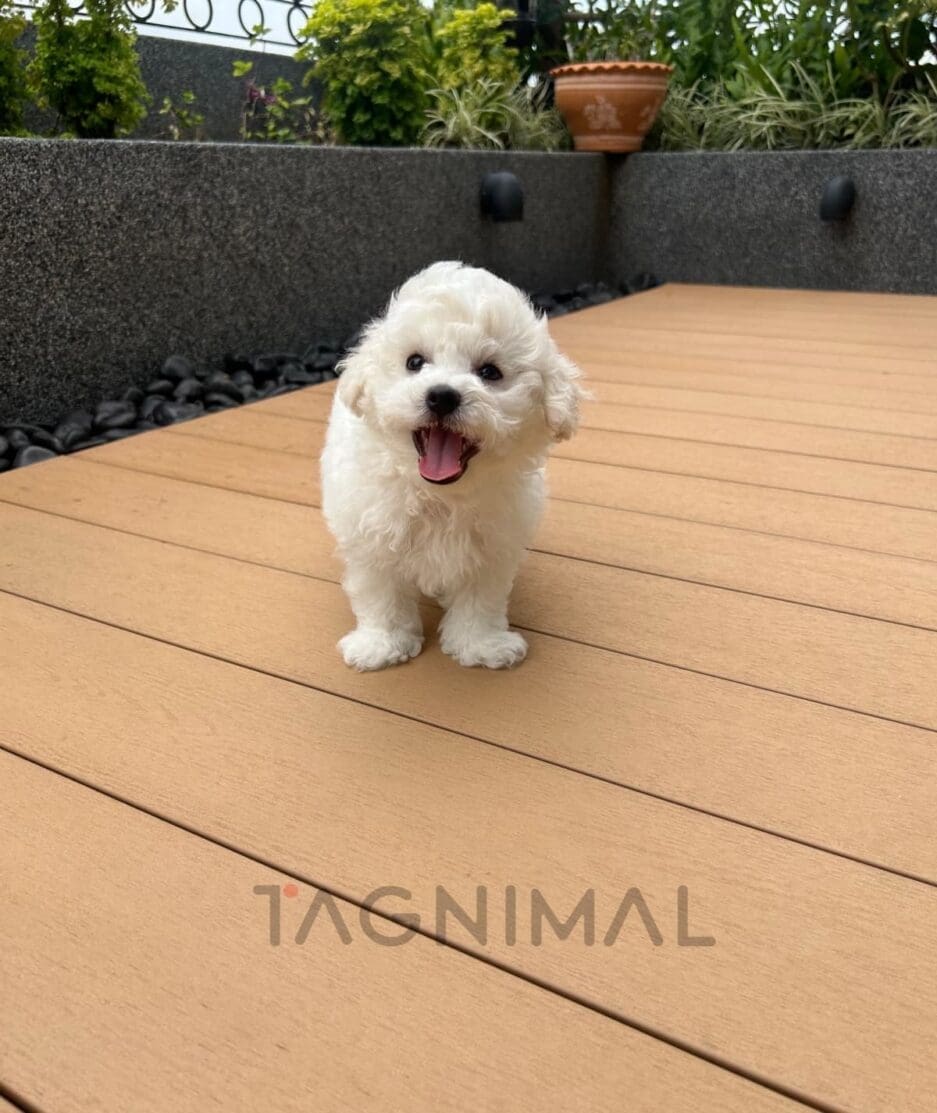 Bichon puppy for sale, dog for sale at Tagnimal