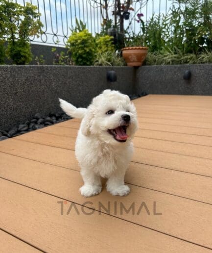 Bichon puppy for sale, dog for sale at Tagnimal