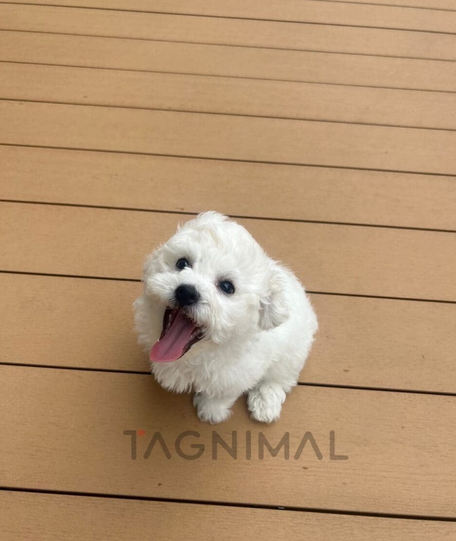 Bichon puppy for sale, dog for sale at Tagnimal