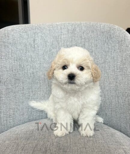 Bichon puppy for sale, dog for sale at Tagnimal