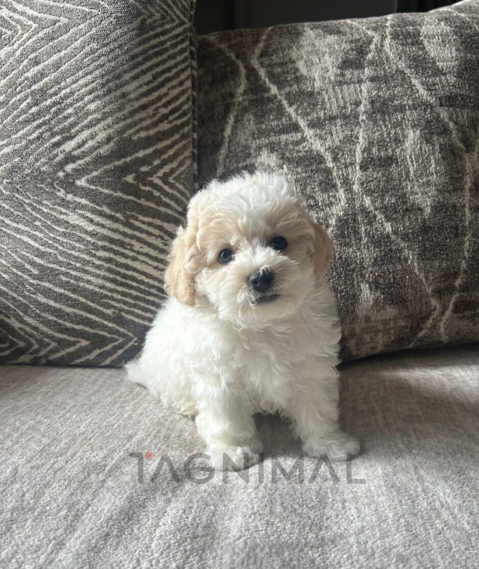 Bichon puppy for sale, dog for sale at Tagnimal