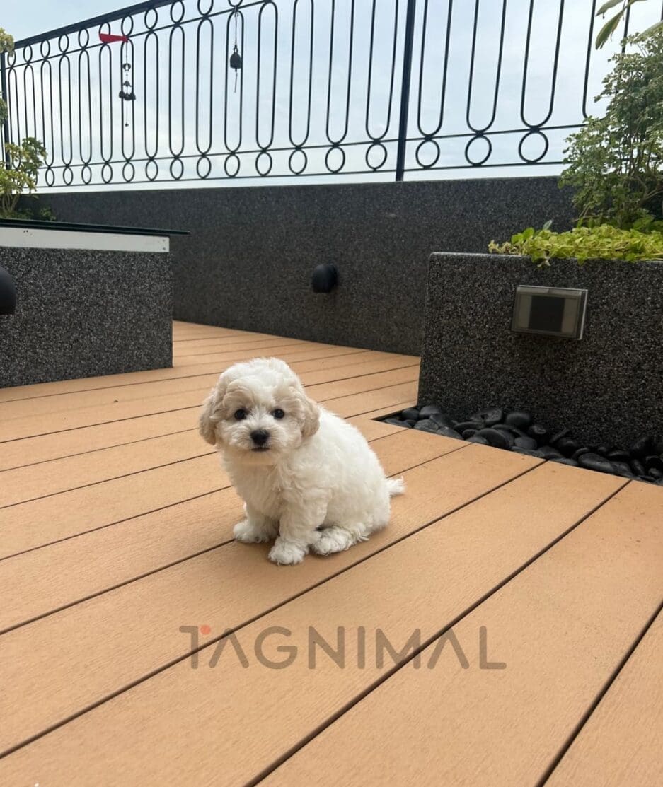 Bichon puppy for sale, dog for sale at Tagnimal