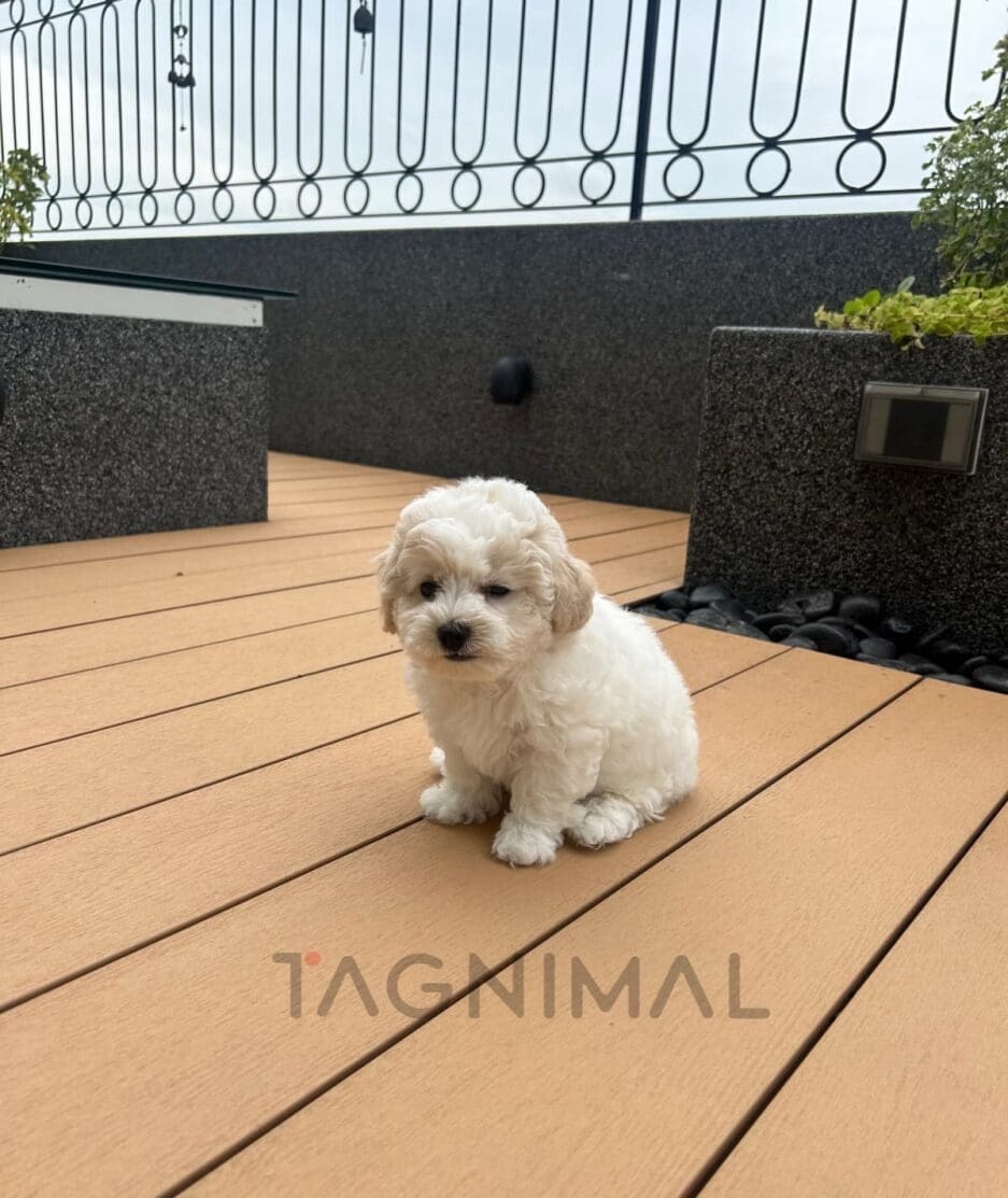 Bichon puppy for sale, dog for sale at Tagnimal