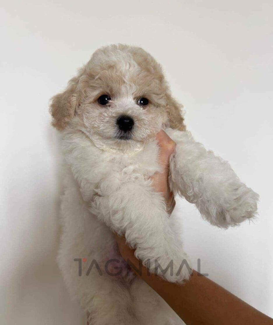 Bichon puppy for sale, dog for sale at Tagnimal