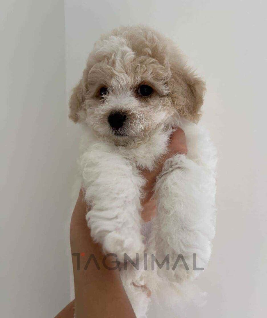 Bichon puppy for sale, dog for sale at Tagnimal