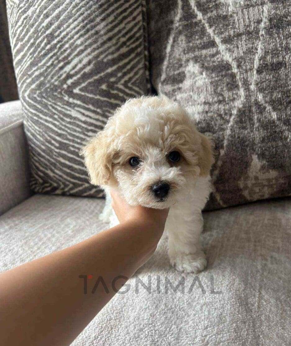 Bichon puppy for sale, dog for sale at Tagnimal