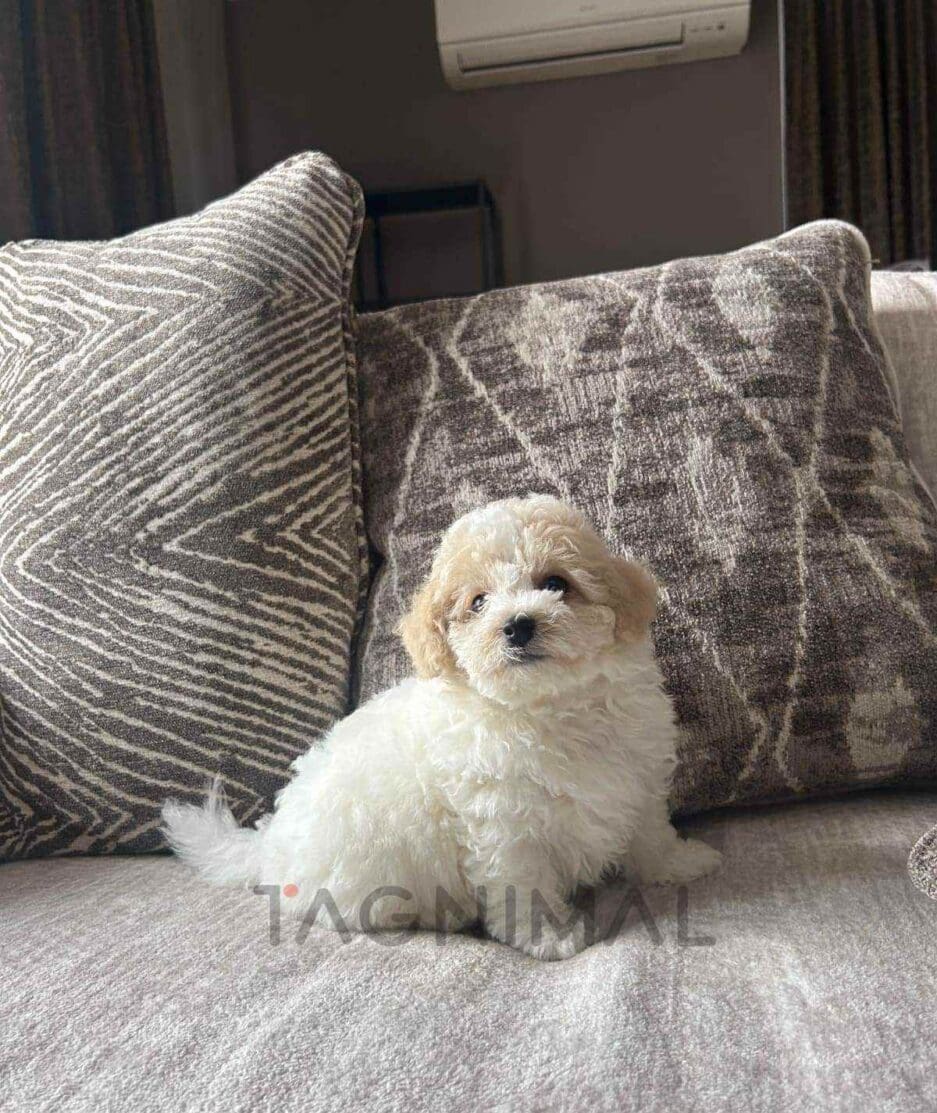 Bichon puppy for sale, dog for sale at Tagnimal