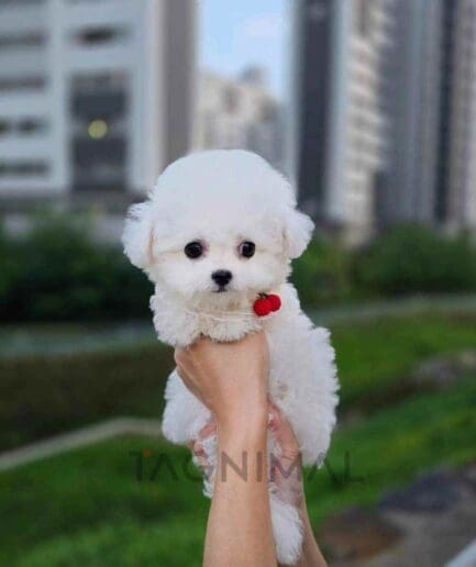 Bichon puppy for sale, dog for sale at Tagnimal