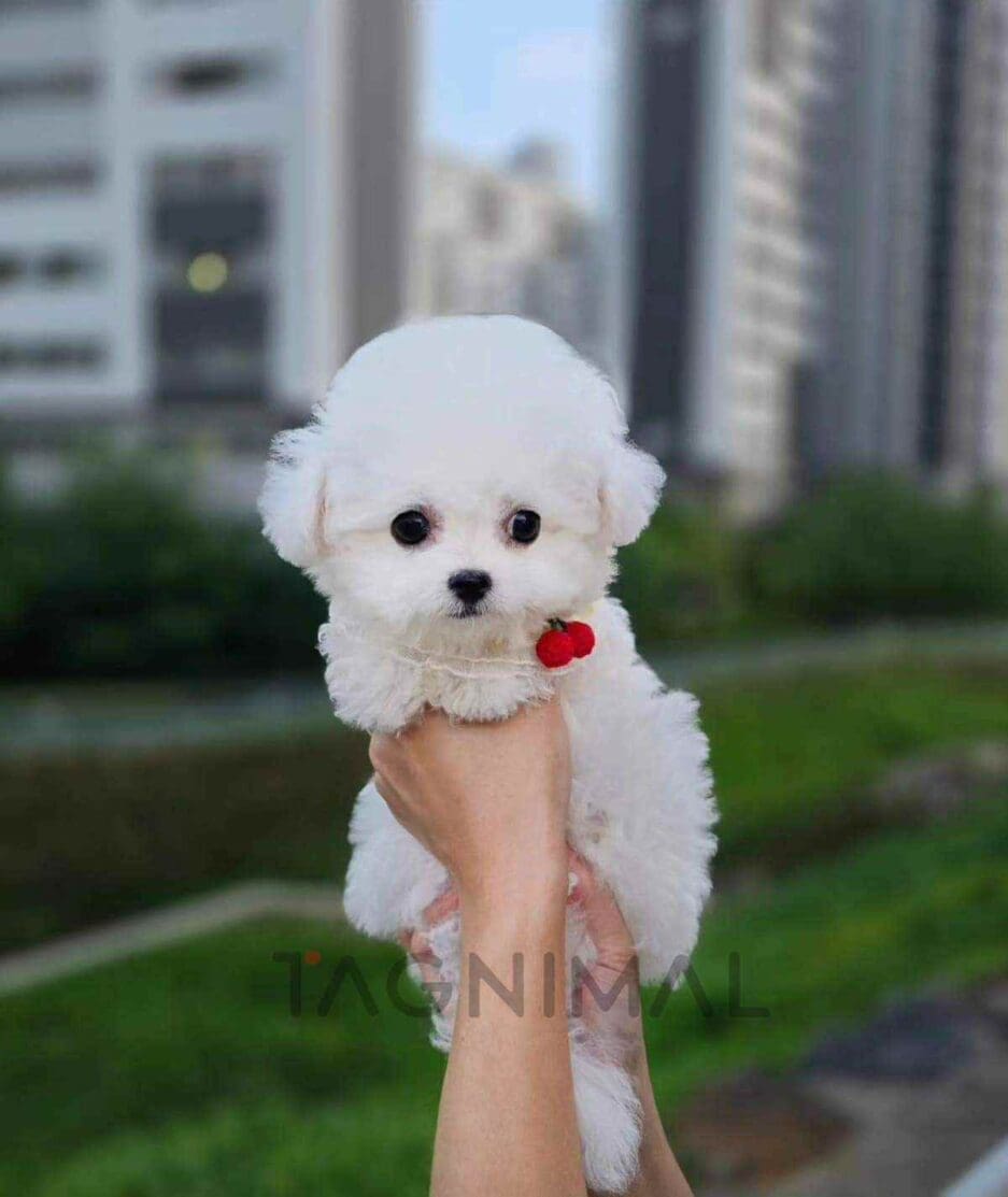 Bichon puppy for sale, dog for sale at Tagnimal