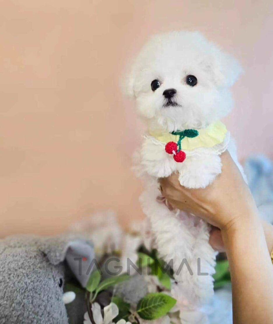 Bichon puppy for sale, dog for sale at Tagnimal