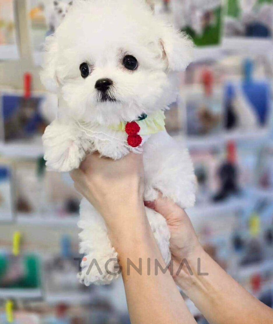 Bichon puppy for sale, dog for sale at Tagnimal