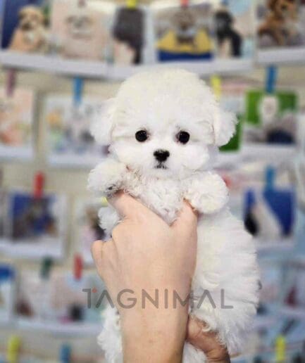 Bichon puppy for sale, dog for sale at Tagnimal