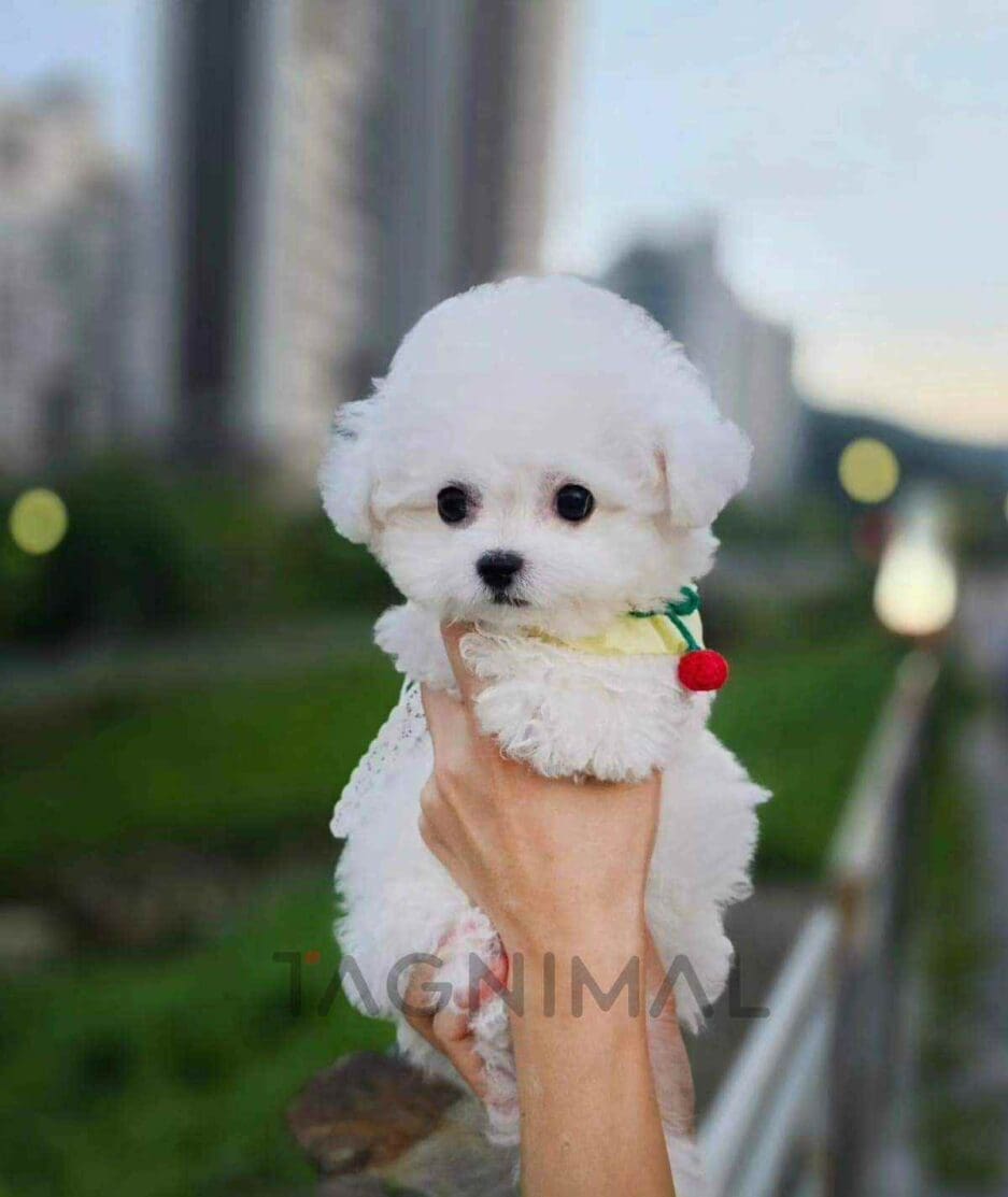 Bichon puppy for sale, dog for sale at Tagnimal