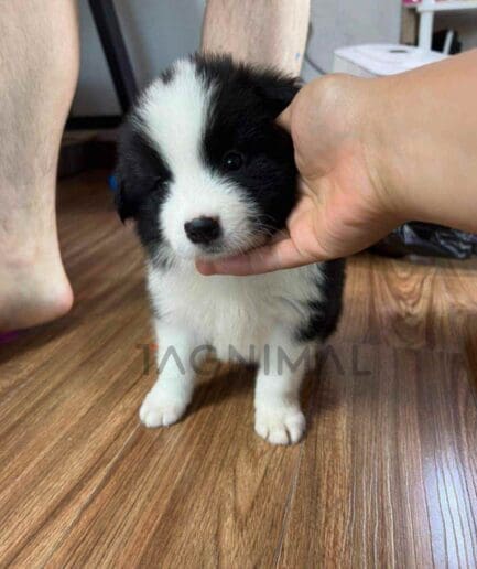 Border Collie puppy for sale, dog for sale at Tagnimal