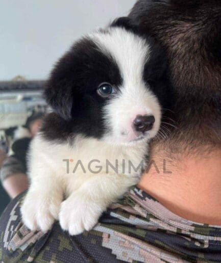 Border Collie puppy for sale, dog for sale at Tagnimal