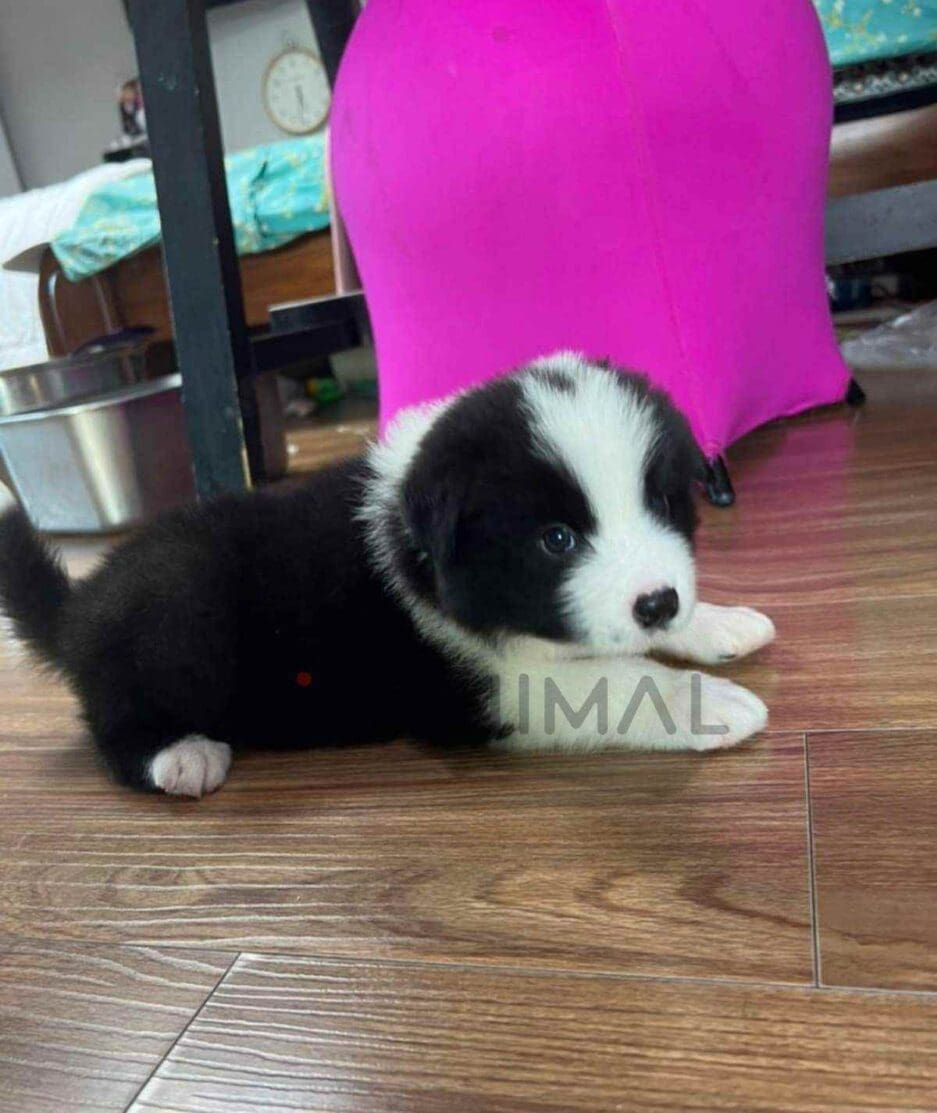 Border Collie puppy for sale, dog for sale at Tagnimal