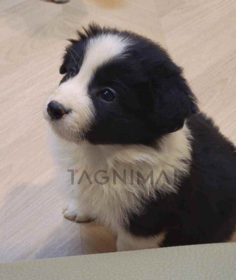 Border Collie puppy for sale, dog for sale at Tagnimal