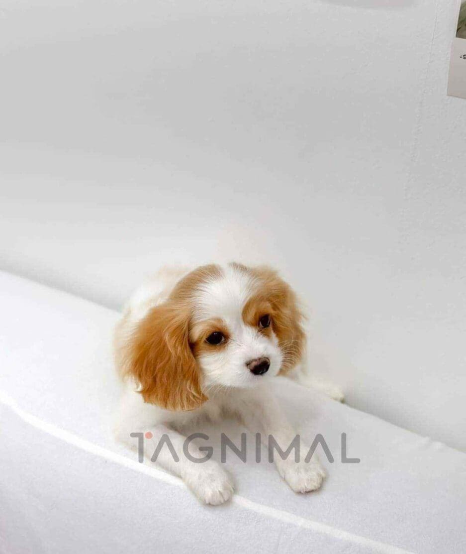 Cavalier King Charles Spaniel puppy for sale, dog for sale at Tagnimal