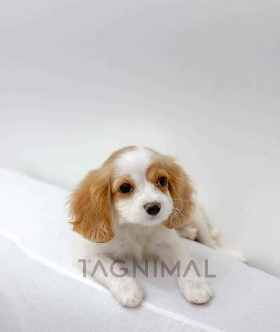 Cavalier King Charles Spaniel puppy for sale, dog for sale at Tagnimal