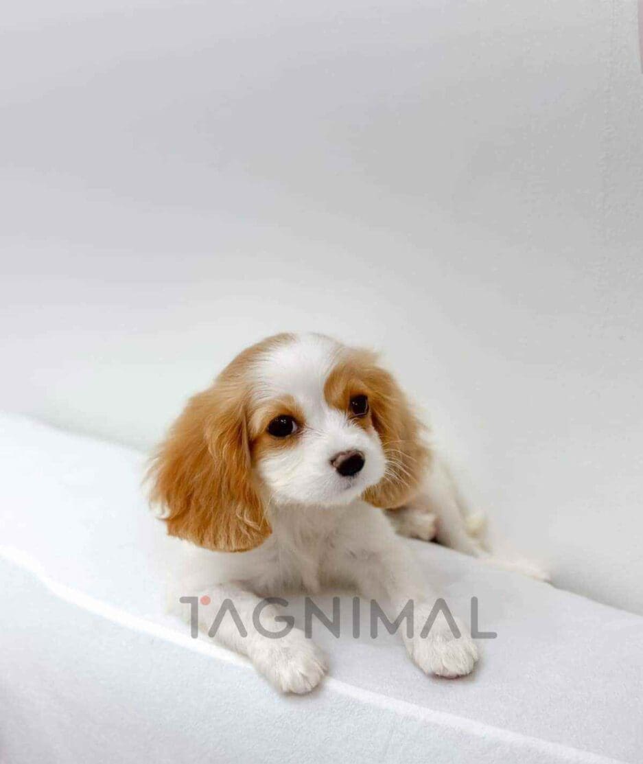 Cavalier King Charles Spaniel puppy for sale, dog for sale at Tagnimal