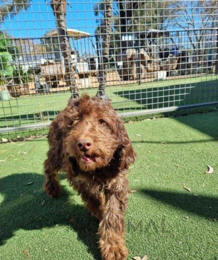 Cavapoo puppy for sale, dog for sale at Tagnimal