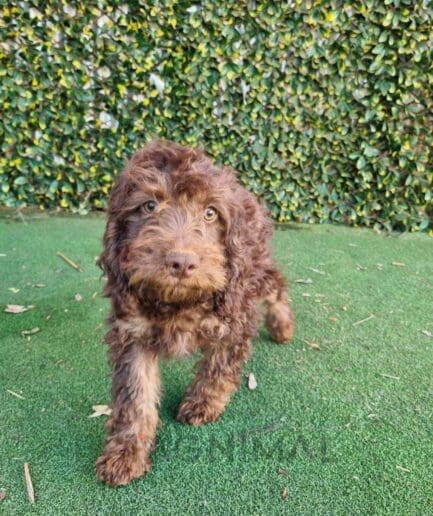 Cavapoo puppy for sale, dog for sale at Tagnimal